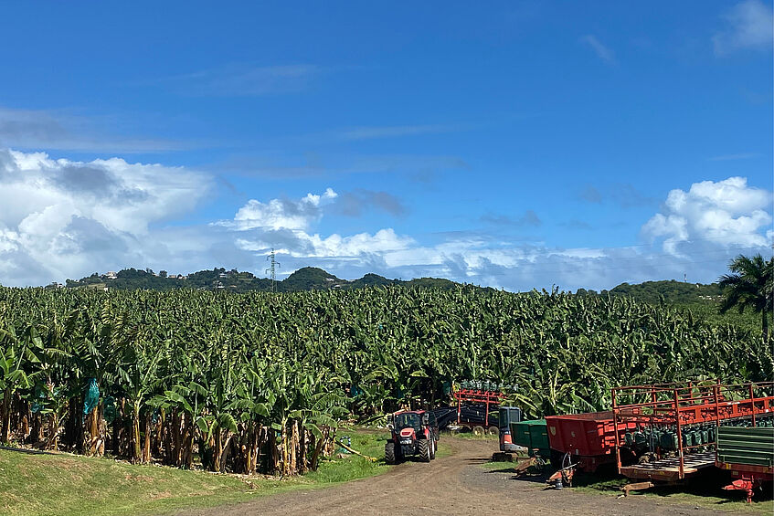 Feldforschungsfoto aus Martinique