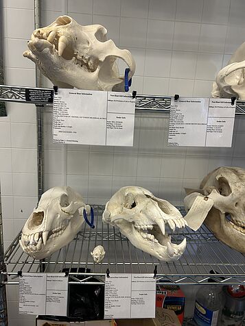 skulls of bears