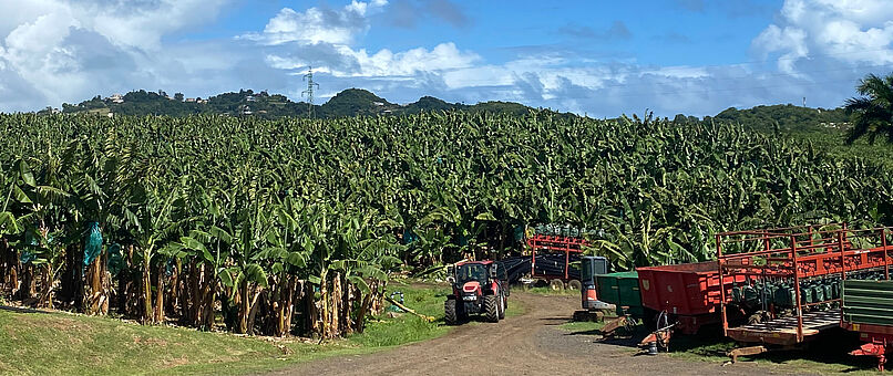 Feldforschungsfoto aus Martinique mit Link zu Forschungsbildern