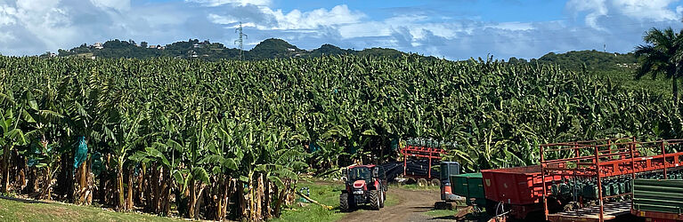 Feldforschungsfoto aus Martinique mit Link zu Forschungsbildern