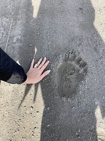 student's hand next to bear paw print